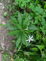 Hippobroma longiflora