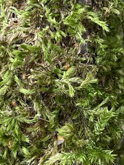 Pseudisothecium myosuroides