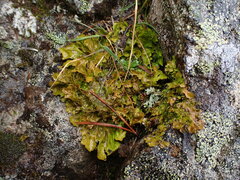 Lobariaceae