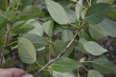 Populus