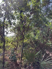 Persea borbonia