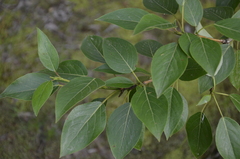 Populus