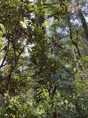 Persea borbonia