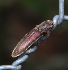 Athous haemorrhoidalis