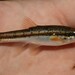 Eastern Blacknose Dace - Photo (c) Emilio Concari, some rights reserved (CC BY-NC), uploaded by Emilio Concari