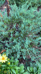 Juniperus horizontalis