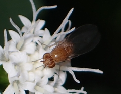 Diptera