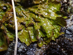 Lobariaceae