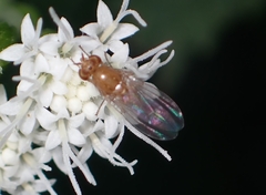 Diptera
