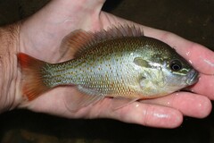 Lepomis auritus