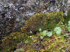 Lobariaceae