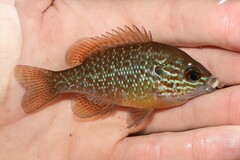 Lepomis megalotis
