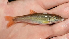 Nocomis leptocephalus