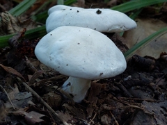 Hygrophorus eburneus