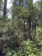 Persea borbonia