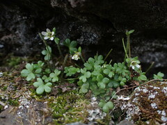 Saxifraga