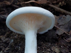 Hygrophorus eburneus