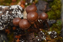 Deconica
