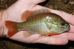 Lepomis auritus