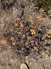 Eriogonum umbellatum