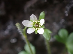 Saxifraga