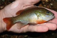 Lepomis auritus