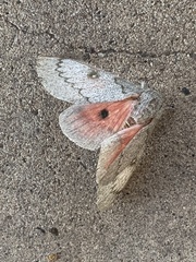 Syssphinx heiligbrodti