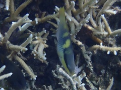 Scarus oviceps