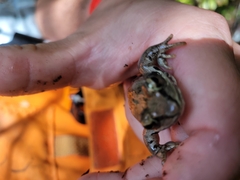 Lithobates sylvaticus