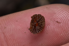 Deconica