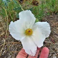 Argemone albiflora