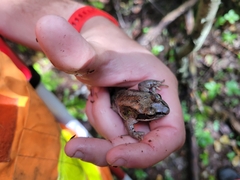 Lithobates sylvaticus
