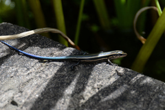 Plestiodon finitimus