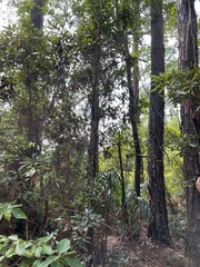 Persea borbonia