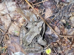 Lithobates sylvaticus