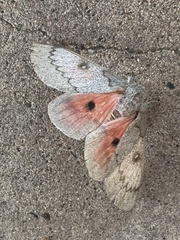 Syssphinx heiligbrodti