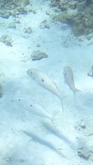 Mulloidichthys flavolineatus