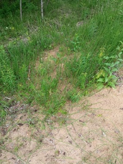 Equisetum × moorei