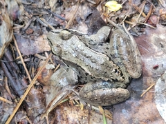 Lithobates sylvaticus