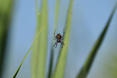 Araneidae