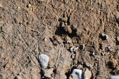 Endiodioctes