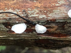 Gloiocephala