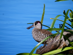 Malacorhynchus membranaceus