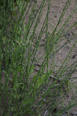 Equisetum × moorei