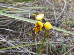 Diuris palustris