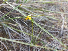 Diuris palustris