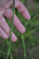Equisetum × moorei