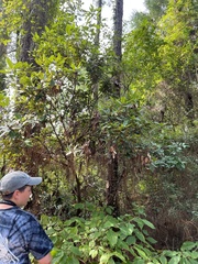 Persea borbonia