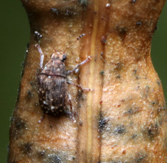 Anthribidae