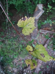 Vitis rotundifolia